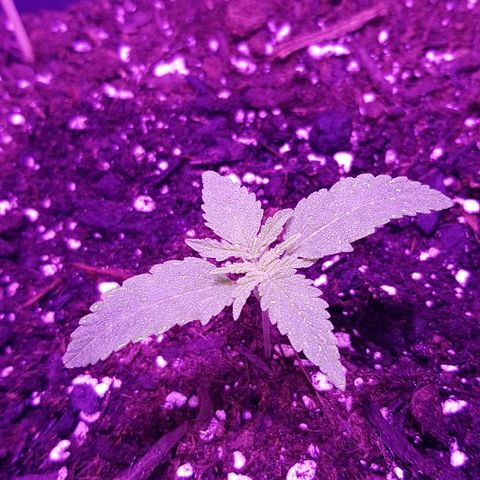 Daworka growlog timeline photo