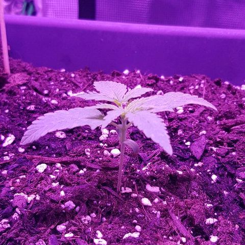 Daworka growlog timeline photo