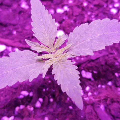 Daworka growlog timeline photo