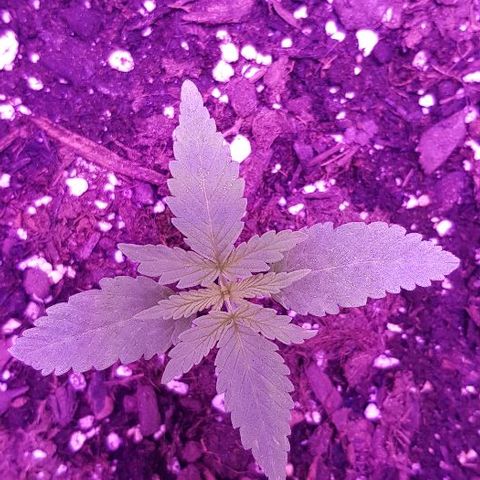 Daworka growlog timeline photo