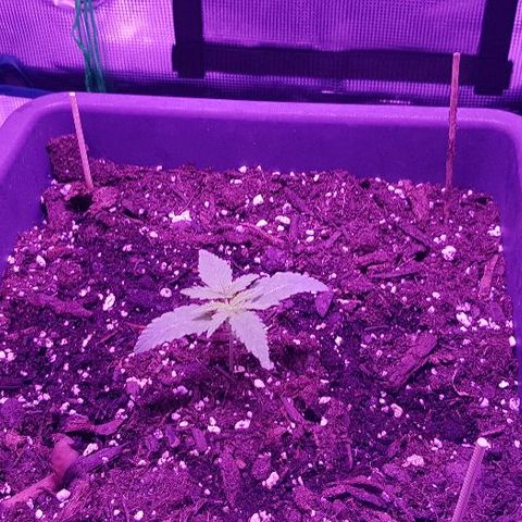 Daworka growlog timeline photo