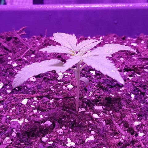 Daworka growlog photo: oko 21.40