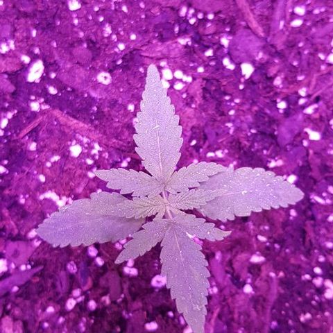 Daworka growlog photo: oko 21.40