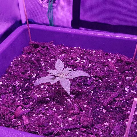 Daworka growlog photo: oko 21.40