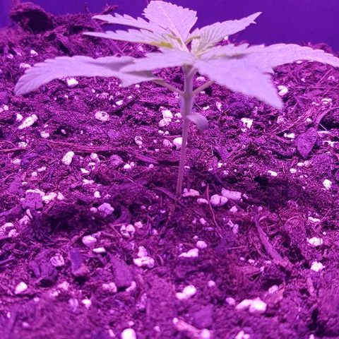 Daworka growlog photo: 11.00h