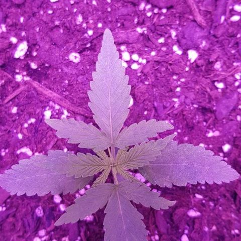 Daworka growlog photo: 11.00h
