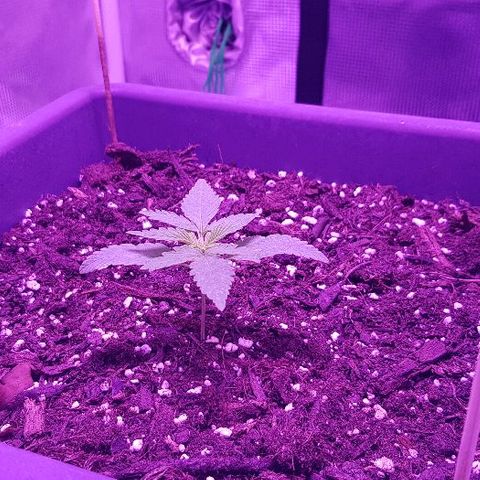 Daworka growlog photo: 11.00h