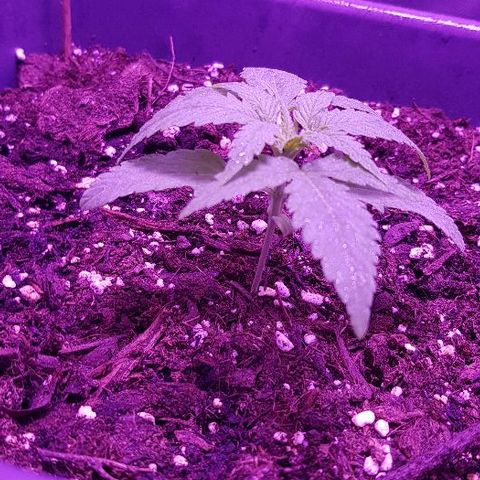 Daworka growlog timeline photo