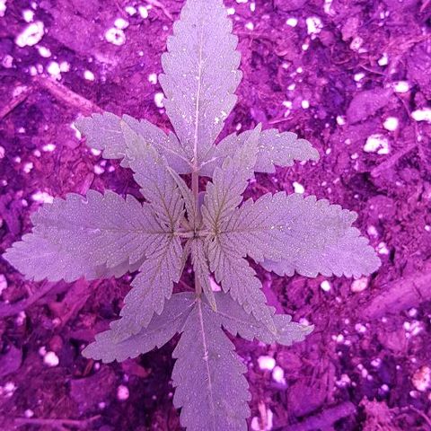Daworka growlog timeline photo