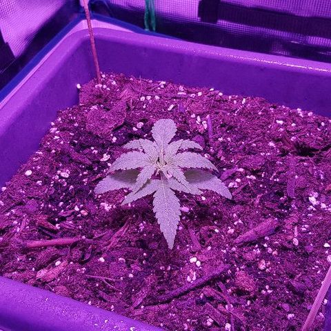 Daworka growlog timeline photo