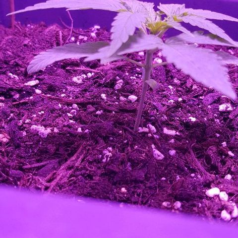Daworka growlog timeline photo