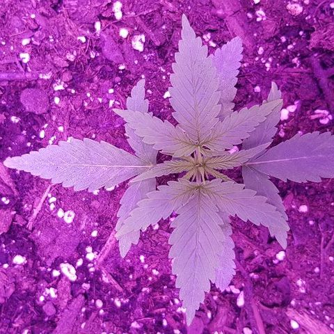 Daworka growlog timeline photo
