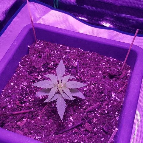 Daworka growlog timeline photo