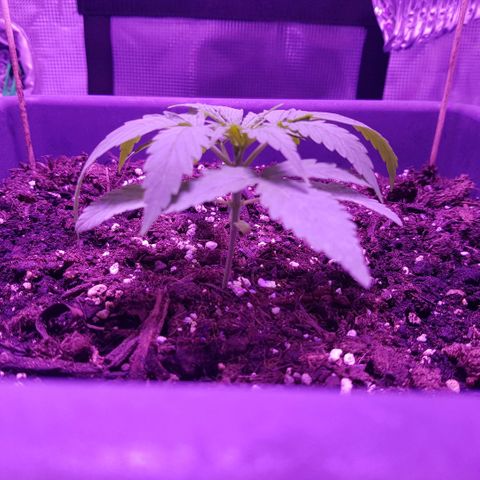 Daworka growlog photo: mistao jače pa je prema dole sve