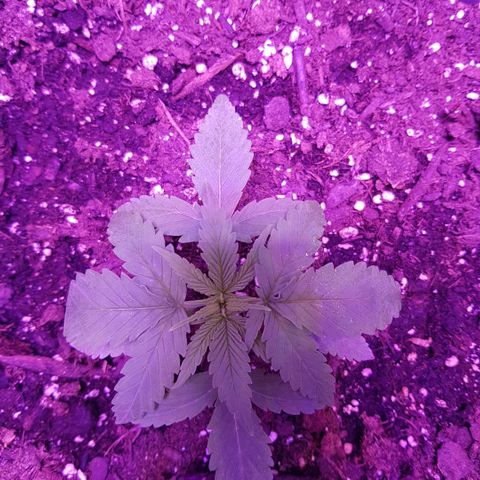 Daworka growlog photo: mistao jače pa je prema dole sve