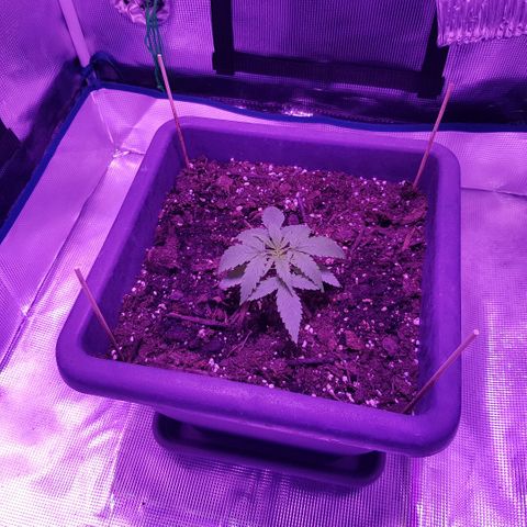 Daworka growlog photo: mistao jače pa je prema dole sve