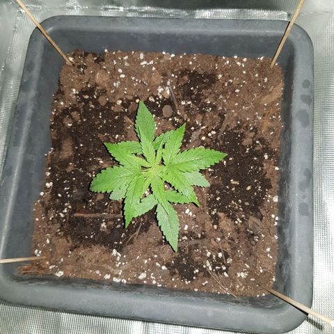 Daworka growlog photo: u mraku 
