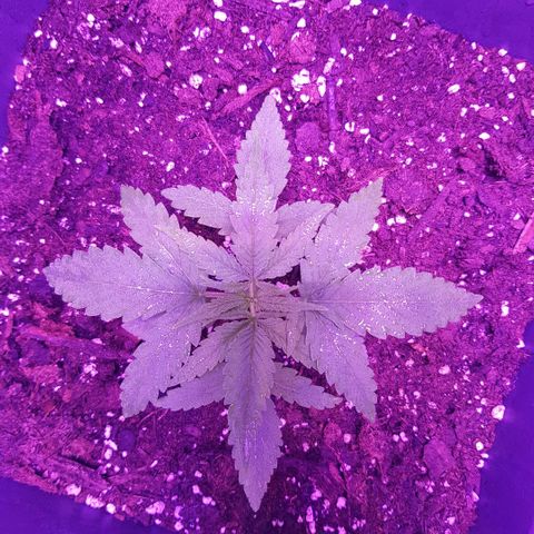 Daworka growlog photo: ide to