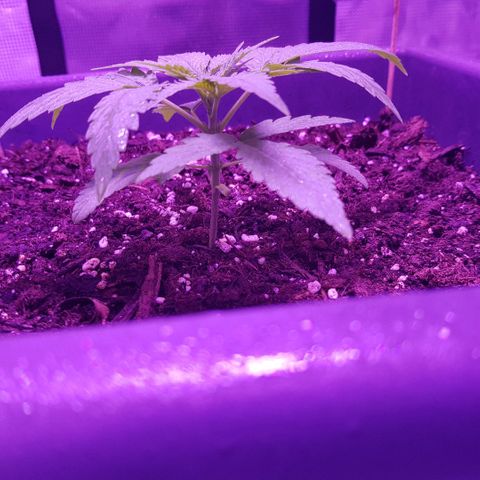 Daworka growlog photo: ide to