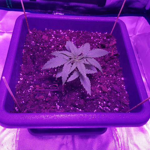 Daworka growlog photo: ide to