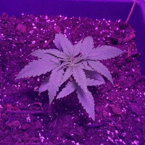 Daworka growlog timeline photo