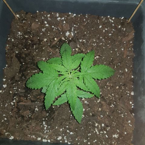Daworka growlog timeline photo