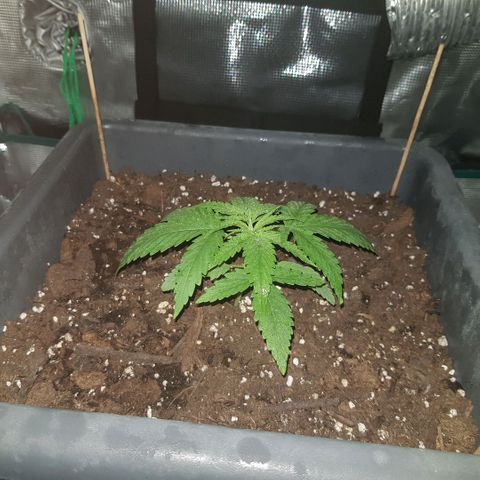 Daworka growlog timeline photo