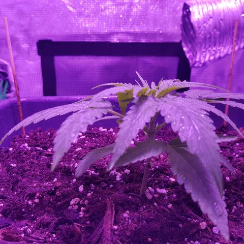 Daworka growlog photo: stabiljka deblka, fejk listovi otpadaju