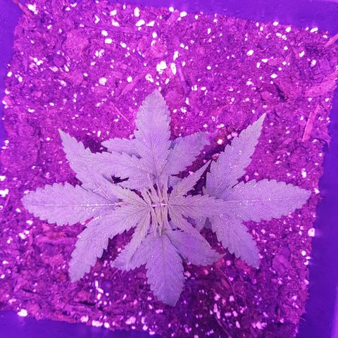 Daworka growlog photo: stabiljka deblka, fejk listovi otpadaju