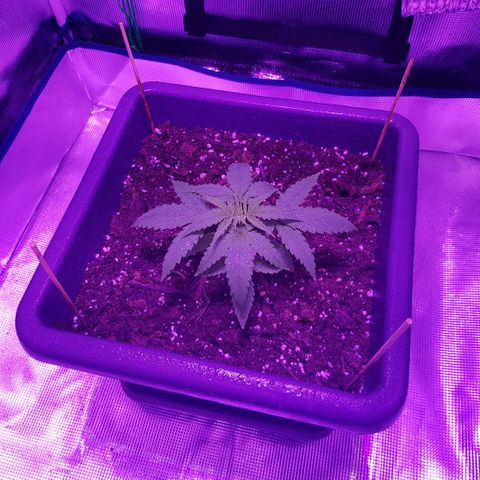 Daworka growlog photo: stabiljka deblka, fejk listovi otpadaju