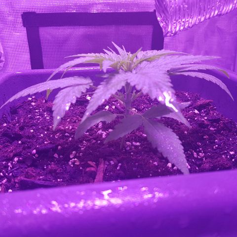 Daworka growlog timeline photo