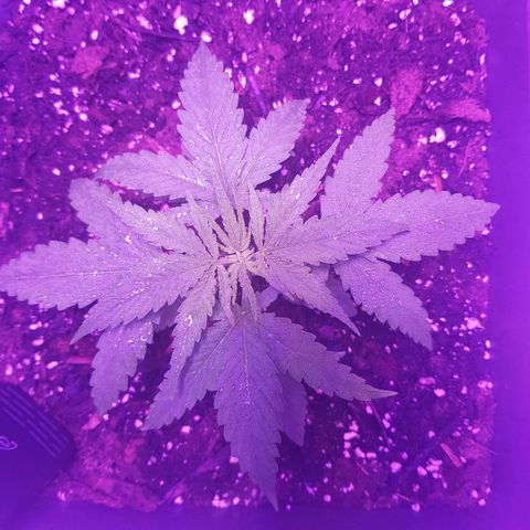 Daworka growlog timeline photo