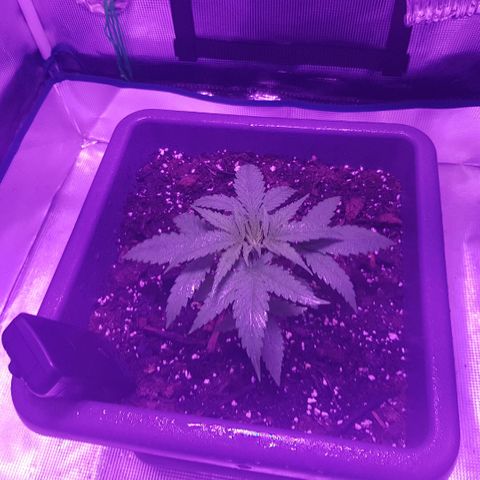 Daworka growlog timeline photo