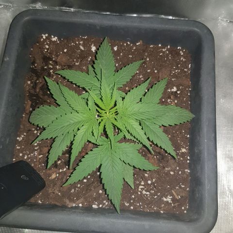Daworka growlog timeline photo
