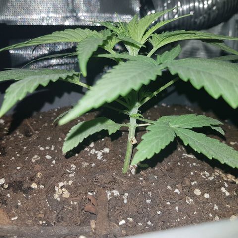 Daworka growlog timeline photo