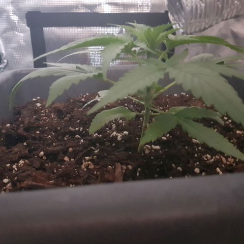 Daworka growlog timeline photo