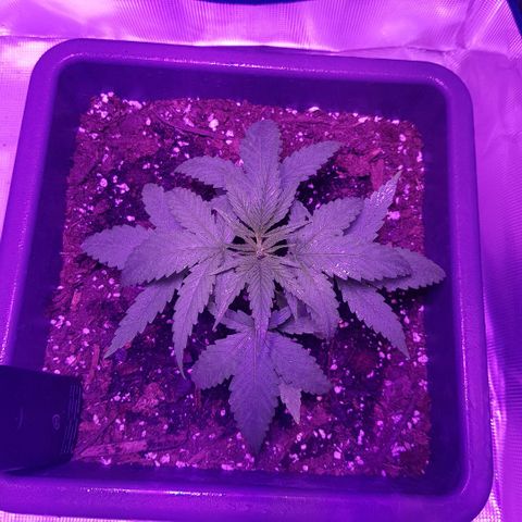 Daworka growlog timeline photo