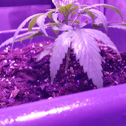 Daworka growlog timeline photo