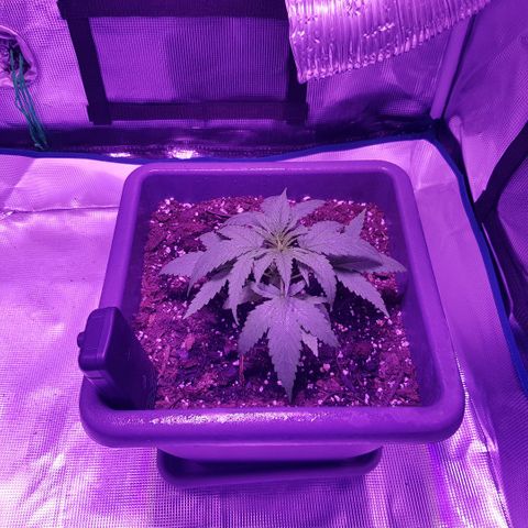 Daworka growlog timeline photo