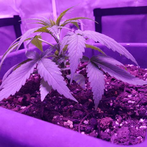 Daworka growlog photo: vrhovi listova počinju bijeliti, prerano za Sensi grow bilo čini se