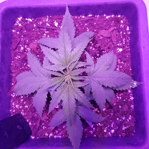 Daworka growlog photo: vrhovi listova počinju bijeliti, prerano za Sensi grow bilo čini se