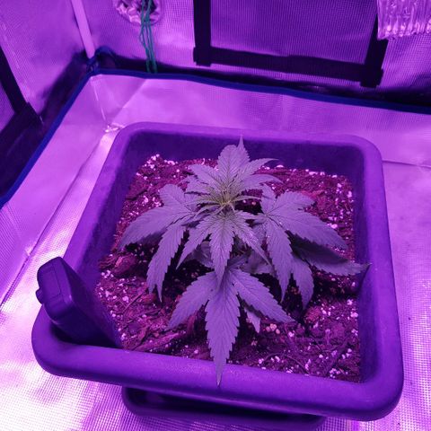 Daworka growlog photo: vrhovi listova počinju bijeliti, prerano za Sensi grow bilo čini se