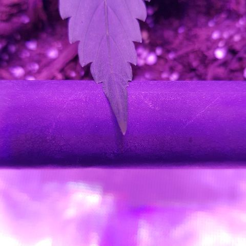 Daworka growlog timeline photo