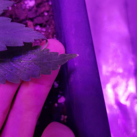Daworka growlog timeline photo