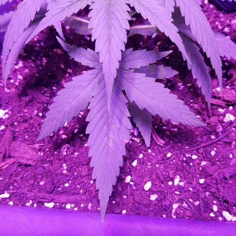 Daworka growlog timeline photo