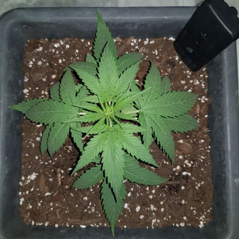 Daworka growlog timeline photo