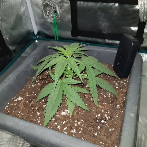 Daworka growlog timeline photo