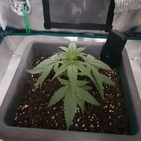 Daworka growlog timeline photo