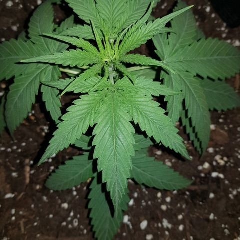 Daworka growlog timeline photo