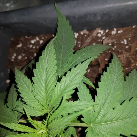 Daworka growlog timeline photo